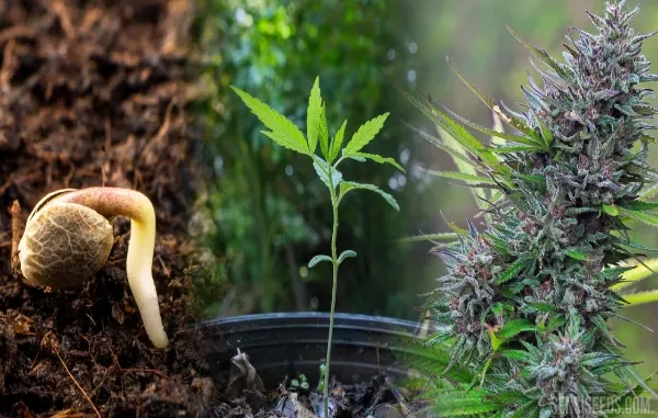 Harvesting Cannabis Seeds: Complete Guide to Growing Marijuana from Seed to Harvest